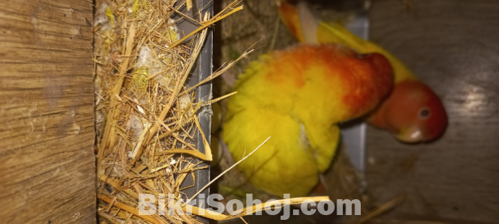 লুটিনো লাভ বার্ড পাখি